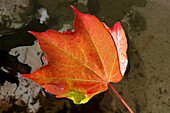 Rotes Blatt der Dreispitzigen Jungfernrebe (Parthenocissus tricuspidata) schwimmt im Wasser