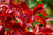 Nahaufnahme der herbstlich rot gefärbten Blätter der Selbstkletternden Jungfernrebe (Parthenocissus quinquefolia)