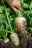 Hand zieht weißen Rettich (Raphanus sativus) aus Erdreich