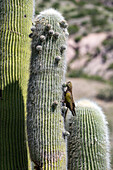 A Burrowing Parrot, Cyanoliseus patagonus, feeding on the fruit of a Giant Cardon Cactus near Payogasta, Argentina.