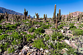 Cardón & prickly pear cacti in the unexcavated ruins in the Pucara of Tilcara, a pre-Hispanic archeological site near Tilcara, Argentina. The green shrub is Chilean Boxthorn.