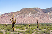 Argentine saguaro or cordon grande cacti and Cerro Tin Tin in Los Cardones National Park in Salta Province, Argentina. Low jarilla shrubs cover the ground.