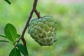 Fruit of the Chirimoya or Cherimoya, Annona cherimoa, in a garden in Tartagal, Argentina.