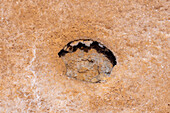 Close-up views of eroded cavities under water in the surface of the salt flats of Salinas Grandes in northwest Argentina.