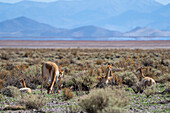 Guanacos, Lama guanicoe, graze on the altiplano in northwest Argentina. The salt flats of Salinas Grandes are behind.