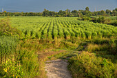 Golden first light at dawn over the sugarcane fields near Santa Rosa, Tucuman, Argentina.