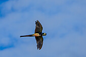 Ein Krabbelpapagei, Cyanoliseus patagonus, im Flug in der Nähe von Cafayate, Argentinien