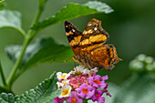 A Bella Mapwing butterfly, Hypanartia bella, feeding on the flowers of a Spanish Flag in El Naranjo, Argentina.