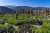 Cardón & prickly pear cacti in the unexcavated ruins in the Pucara of Tilcara, a pre-Hispanic archeological site near Tilcara, Argentina. The green shrub is Chilean Boxthorn.