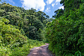 Provinzstraße 83 in die Yungas im Calilegua-Nationalpark im UNESCO-Biosphärenreservat Yungas in Argentinien