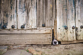 A curious dog peers through a gap in an aged wooden door, capturing a sense of playfulness and intrigue in Villaviciosa de Cordoba, Andalucia, Spain.