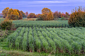 Soft light on the sugarcane fields just before sunrise near Santa Rosa, Tucuman, Argentina.