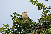 A Guira Cuckoo, Guira guira, perched in a tree in San Jose de Metan, Argentina.