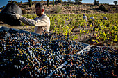 Grape harvest, Pirene variety, Tremp, Lleida, Catalonia, Spain, Europe