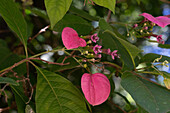 Pogonopus tubulosus in bloom in Calilegua National Park in the yungas cloud forest in Argentina.