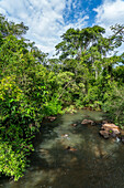 Tropical rainforest along the Iguazu River in Iguazu National Park in Argentina. A UNESCO World Heritage SIte.