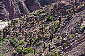 Cardón cactus in the eroded canyon of the Cuesta de Lipan between Purmamarca & Salinas Grande in Argentina.