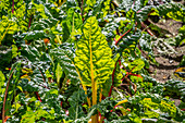 Veggie Farm Cerro Punta, Panama