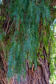 Leaves of a Peruvian Pepper Tree, Schinus molle var. areira, in the Jardin Botánico de Altura near Tilcara, Argentina.