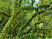 Epiphytes & ferns on trees in the yungas subtropical cloud forest in Calilegua National Park in Argentina. UNESCO Yungas Biosphere Reserve.