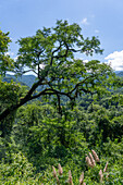 An epiphyte-covered tree in the yungas subtropical forest in Calilegua National Park in Argentina. UNESCO Yungas Biosphere Reserve.