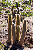 Silver Torch Cactus, Cleistocactus hyalacanthus, in the Jardin Botánico de Altura near Tilcara, Argentina.