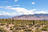 Cerro Tin Tin in Los Cardones National Park in Salta Province, Argentina, with the Nevado de Cachi in the Andes behind.