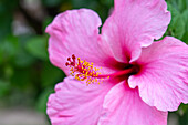 A close-up view of an hibiscus flower with the sepals, petals, stamens & pistil. San Pedro de Jujuy, Argentina.