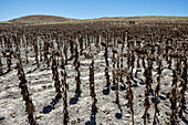 Dry plantation of sunflowers due to drought, Utrera, Andalucia, Spain