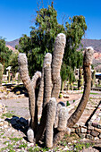 Old Man of the Andes or White Cardon, Orocereus celsianus, in the Jardin Botánico de Altura near Tilcara, Argentina. Also called Little Sheep Cactus.