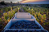 Grape harvest, Pirene variety, Tremp, Lleida, Catalonia, Spain, Europe