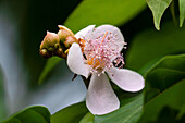 Flower of the achiote or urucu, BIxa orellana, an evergreen shrub. Tartagal, Argentina. Used to make the spice achiote or annato.