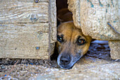 A curious dog peeks through a rustic wooden fence in Villaviciosa de Cordoba, Andalucia, Spain. The image evokes feelings of curiosity and warmth in a rural setting.