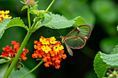 A Hymenaea Clearwing buttterfly, Episcada hymenaea, feeds on the flowers of a Spanish Flag bush in Posta de Yatasto, Argentina.