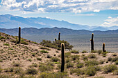 Argentine saguaro or cordon grande cacti in Los Cardones National Park in Salta Province, Argentina. Low jarilla shrubs cover the ground.