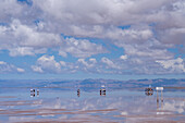 Tourists walking on the Salinas Grandes salt flats on the altiplano in Argentina. Recent rains left a shallow sheet of water on the flats.