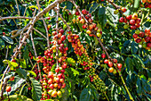 Coffee Farm (Finca Don Pepe), Panama