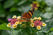 A Bella Mapwing butterfly, Hypanartia bella, feeding on the flowers of a Spanish Flag in El Naranjo, Argentina.