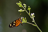 A Lysimnia Tigerwing butterfly, Mechanitis lysimnia, feeding on a flower in Calilegua National Park, Jujuy Province, Argentina.