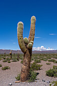 Argentine saguaro or cordon grande cacti & the Sierra de los Cajoncillos in Los Cardones National Park in Salta Province, Argentina. Low jarilla shrubs cover the ground.