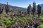 Cardón & prickly pear cacti in the unexcavated ruins in the Pucara of Tilcara, a pre-Hispanic archeological site near Tilcara, Argentina. The green shrub is Chilean Boxthorn.