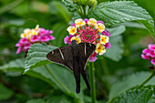 A Teleus Longtail butterfly, Spicauda teleus, feeds on the flowers of a Spanish Flag bush in El Naranjo, Argentina.