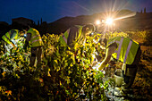 Grape harvest, Pirene variety, Tremp, Lleida, Catalonia, Spain, Europe