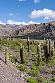 Cardón cactus in the eroded canyon of the Cuesta de Lipan between Purmamarca & Salinas Grande in Argentina.