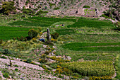 Farm fields in the eroded canyon of the Cuesta de Lipan between Purmamarca & Salinas Grande in Argentina.