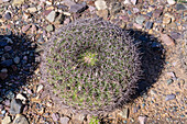 Giant Chin Cactus, Gymnocalycium saglionis, endemic to northwest Argentina, in Jardin Botánico de Altura, Tilcara, Argentina.