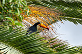 Ein Toco-Tukan, Ramphastos toco, sitzt in einer Palme in San Jose de Metan, Argentinien