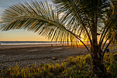 Palm tree at the edge of the beach in Las Lajas, Panama