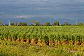 Golden first light at dawn over the sugarcane fields near Santa Rosa, Tucuman, Argentina.