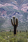 An Argentine saguaro or cordon grande cactus in Los Cardones National Park in Salta Province, Argentina.